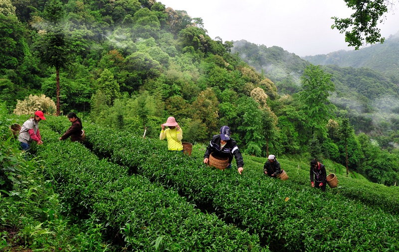 茶農在車八嶺茶場摘春茶 攝影 鄧斌.JPG