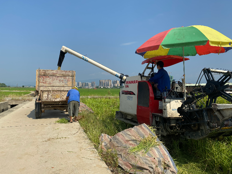 收割機正在將顆粒飽滿的稻谷盡收其中。