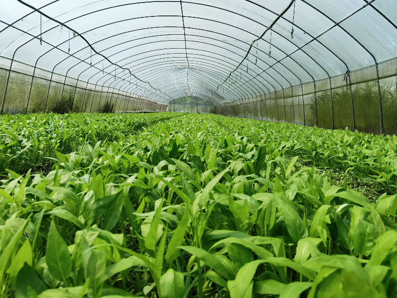 始興各地“菜籃子”生產基地里一年四季瓜果蔬菜不斷。