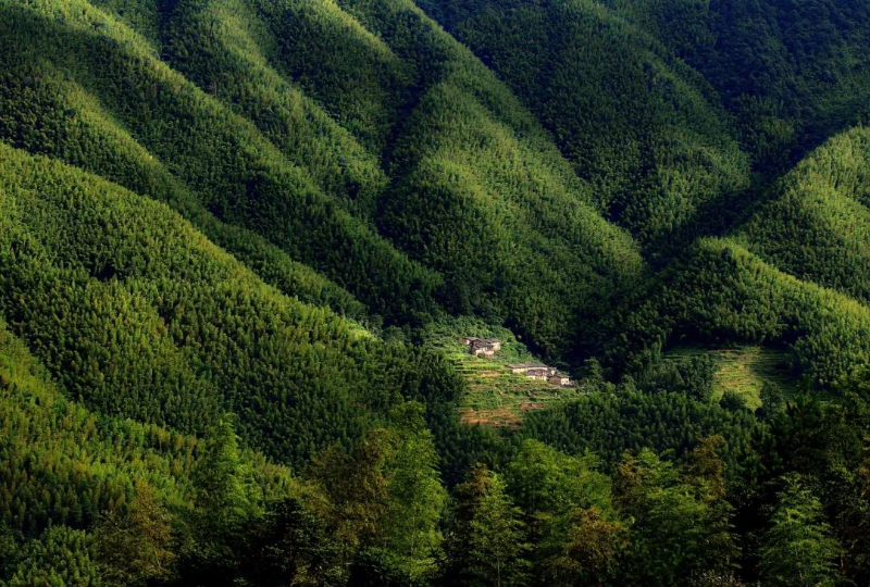 始興縣北山竹海.jpg