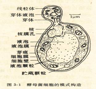 微生物學測試方法