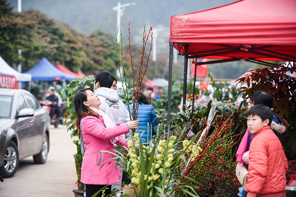 為迎接新年的到來，不少市民喜歡在家里擺上幾盆花卉苗木，增添節日氣氛。